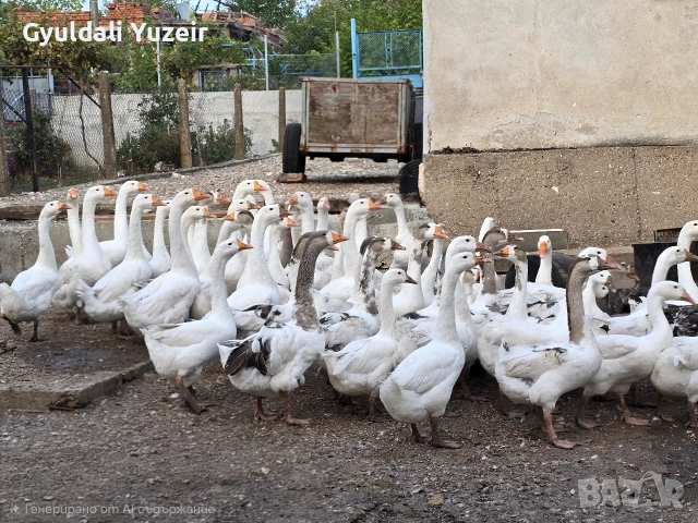 Продавам домашни гъски., снимка 2 - други­ - 52773094