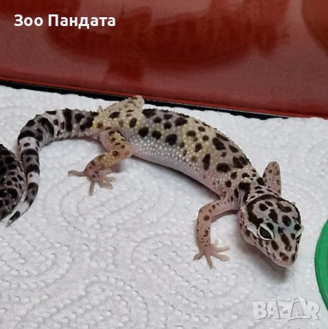 Промоция - Леопардов гекон - намалена цена, снимка 7 - Гекон - 42823610
