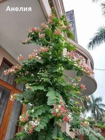Quisqualis indica или китайски орлови нокти, снимка 3 - Стайни растения - 55977813
