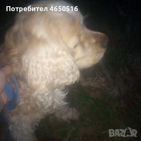 Кокер шпаньол породис 