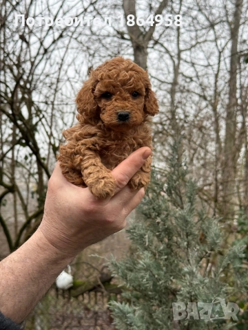 ТОЙ ПУДЕЛ Доставка