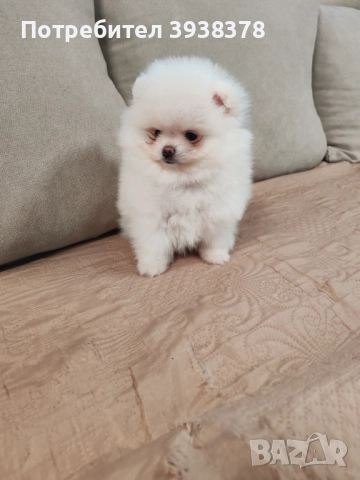Mini pomeran, снимка 2 - Померан - 52636480