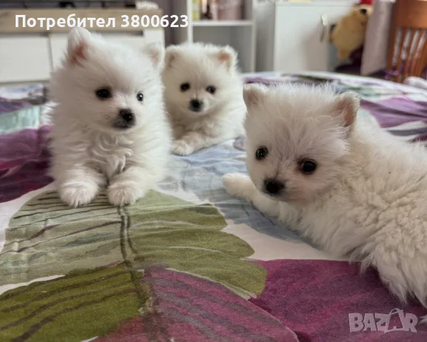 Немски шпиц-померан, снимка 2 - Немски шпиц - 55965607