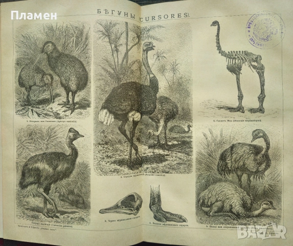 Энциклопедическiй словарь. Томъ 5, снимка 4 - Антикварни и старинни предмети - 53188419