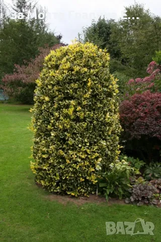 Илекс Храст , снимка 2 - Градински цветя и растения - 49492503