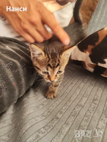Подарявам 3 малки котета, снимка 9 - Други - 55753064