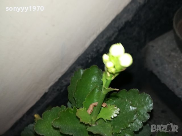 ЦВЕТЕ В САКСИЯ-КАЛАНХОЕ 1802240811, снимка 6 - Стайни растения - 44348275