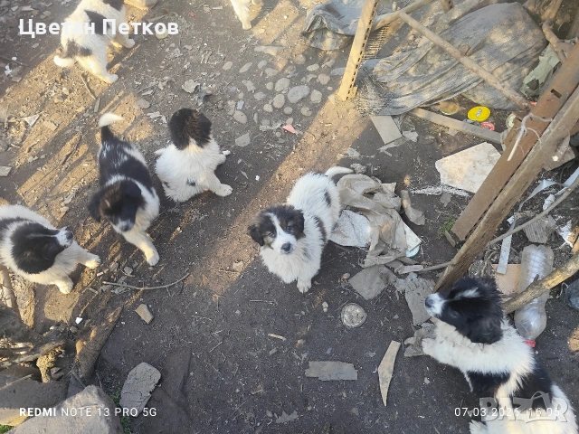 Каракачанки , снимка 8 - Каракачанска овчарка - 53824782