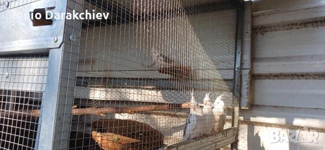 свобадни, снимка 3 - Папагали - 52853846