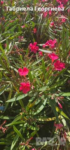 Олеандър , снимка 3 - Градински цветя и растения - 50764529