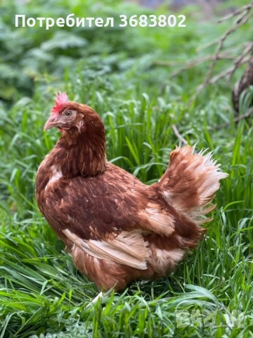 Продавам кокошки носачки за яйца