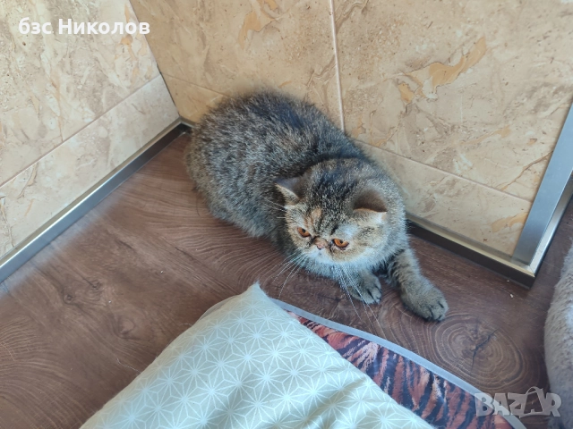 Женски екзотични персийски котки на 4,5 години 2,5 години и на 4 месеца., снимка 7 - Персийска - 51485263