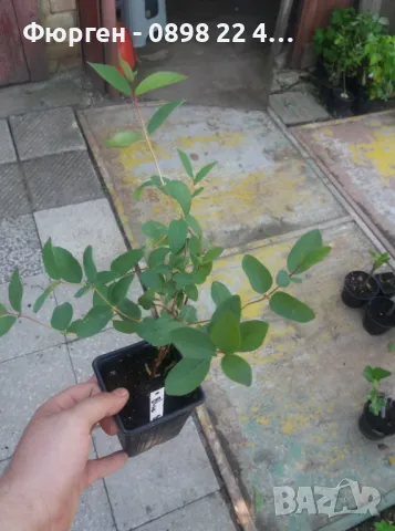 Лоницера Камчатика Зойка - Майска боровинка, снимка 6 - Разсади - 48785552