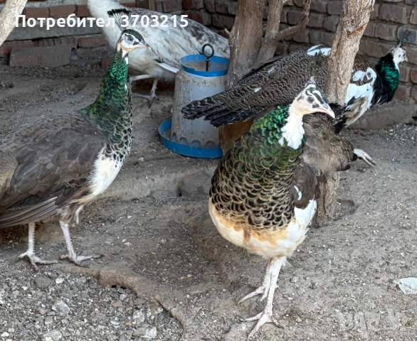 Пауни, снимка 4 - други­ - 53797419