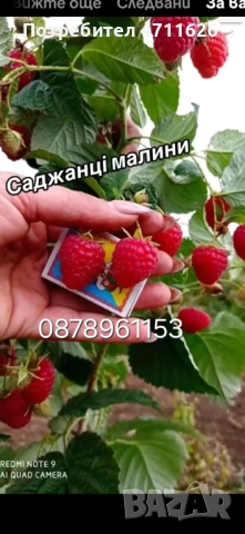 Разсад ягоди , снимка 9 - Разсади - 53290179