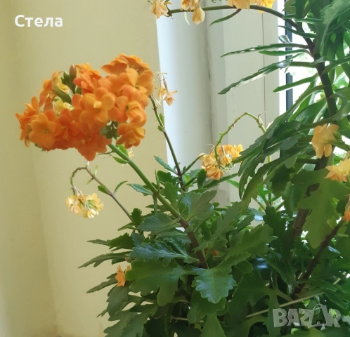 мексиканска мента, комплект Бенджамин бял, шарен и зелен, Бегония, Индрише, Епипремнум, Билбергия 