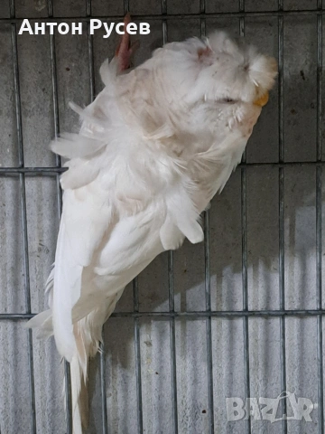 вълнисти рейнбол и хеликоптери, снимка 10 - Папагали - 53817570