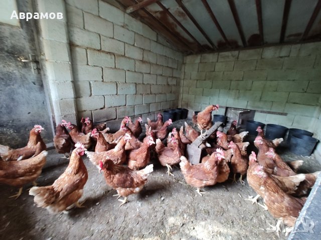 домашни кокоши яйца, снимка 5 - други­ - 42474882