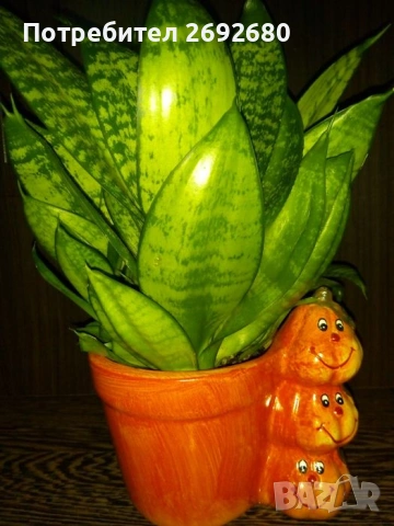 Традесканция рео,кливия,исусов венец, кротон, сансивиера,хибискус , снимка 17 - Стайни растения - 42021101