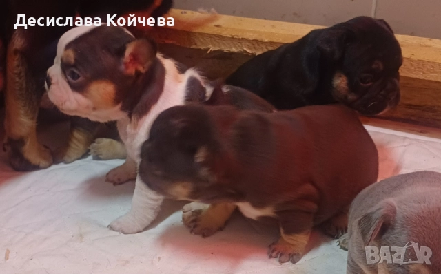 малки булдочета 