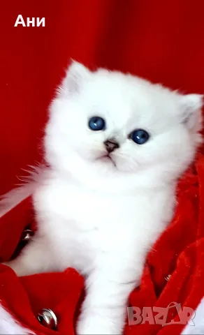 КОТЕНЦА  МЕЧТА.МНОГО,МНОГО КРАСИВИ СРЕБЪРНИ ЧИНЧИЛИ