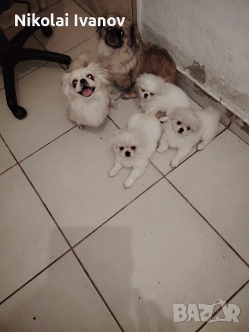 Бели пекинезчета на 60 дни , снимка 8 - Пекинез - 53741692
