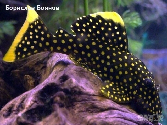 L018 Gold Nugget Pleco - 8см.