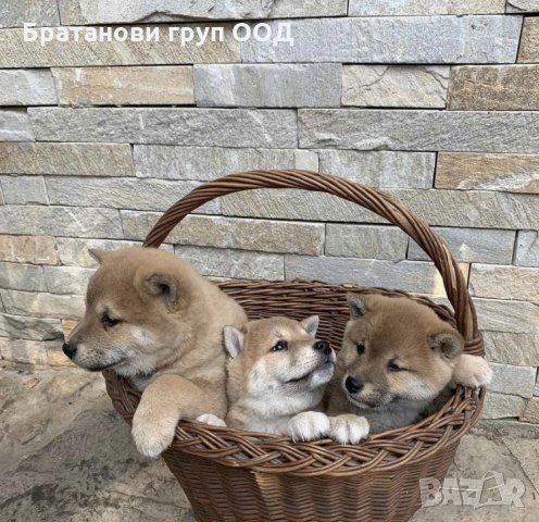 Шиба ину в Шиба ину в гр. София - ID36003268 | Bazar.bg