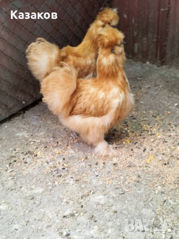 Продавам чифтове копринки, снимка 2 - други­ - 53636682