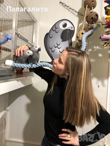 Папагали Жако- Конго, снимка 5 - Папагали - 52346276