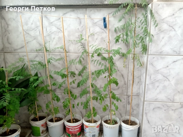 Цезалпиния, Жълта Райска Птица, снимка 5 - Градински цветя и растения - 51306469