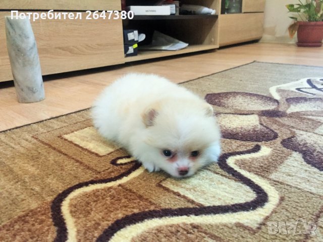 Померанчета, снимка 4 - Померан - 41702276