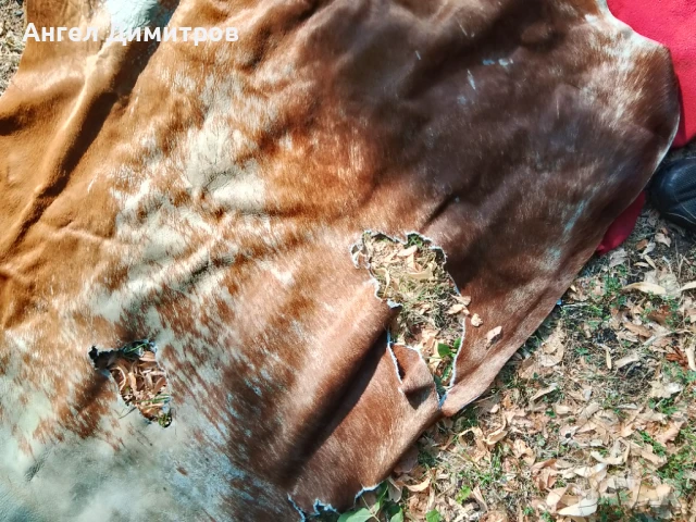 Страхотна конска кожа , снимка 7 - Колекции - 51066604