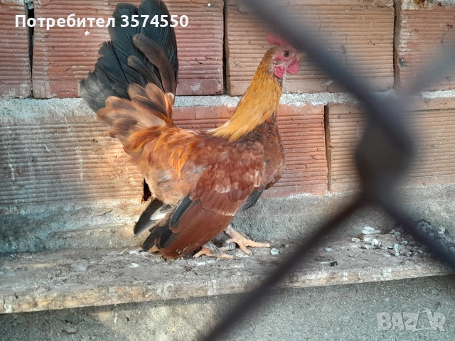 Продавам Серами, снимка 3 - други­ - 53164200