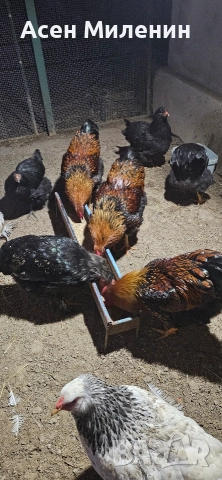 Продавам два Петела виандот и един брама - на шест месеца и половина ", снимка 3 - Кокошки и пуйки - 52806855