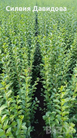 Лигуструм 0.30е гол корен за жив плет, снимка 6 - Градински цветя и растения - 53691559