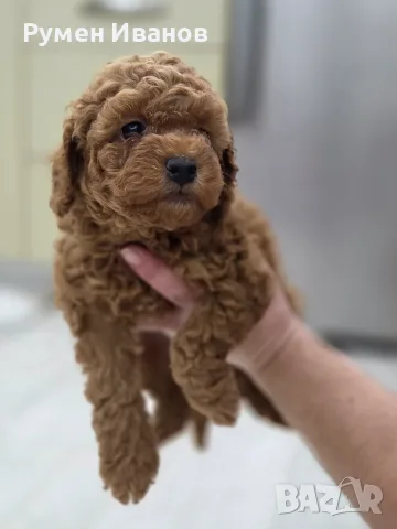​3 плюшени момчета! 🧸, снимка 4 - Пудели - 56301137