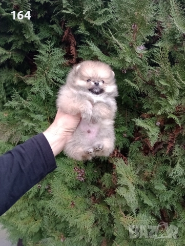 Мъжки Померани. Реални снимки ! , снимка 6 - Померан - 52684790