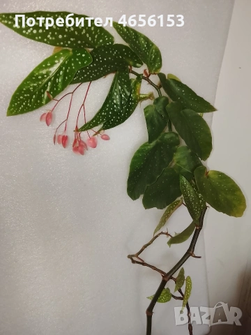 БЕГОНИЯ , снимка 2 - Стайни растения - 53513811