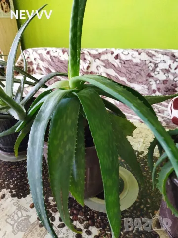 Алое лечебно растение, снимка 4 - Стайни растения - 47724690