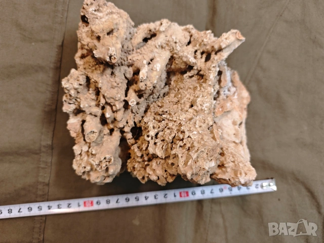 стар корал, снимка 2 - Други ценни предмети - 53748378