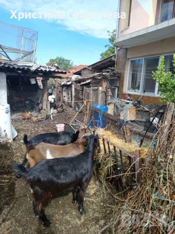 Продавам Три броя млечни кози , снимка 4 - Кози - 56056269