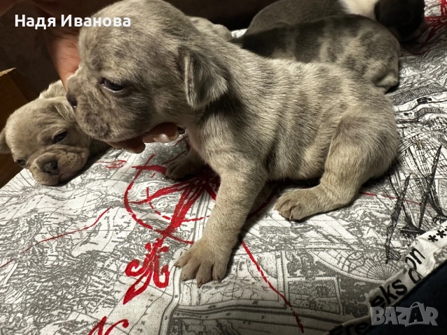 Френски булдог, снимка 4 - Френски булдог - 52687045
