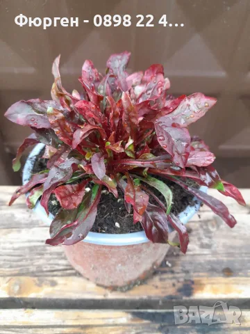 Гаура (Gaura lindheimeri), снимка 8 - Разсади - 55968627