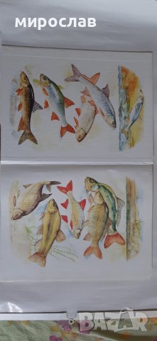 Българска риболовна енциклопедия, снимка 3 - Други ценни предмети - 44488248
