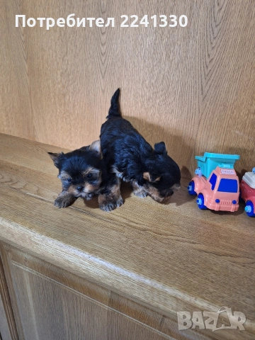 мини йоркита, снимка 5 - Йоркширски териер - 53721677