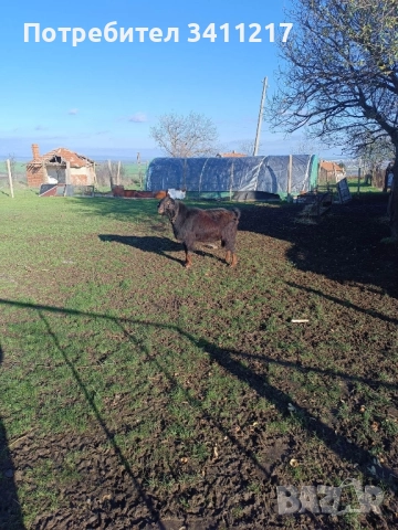 продавам пръч, снимка 3 - Кози - 52028404