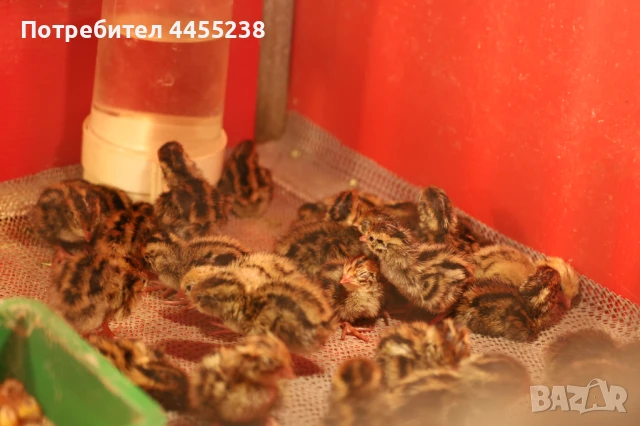 Домашни пъдпъдъчи яйца, снимка 3 - Други - 50047900