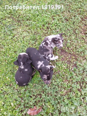 Пинчер мерле, снимка 5 - Пинчер - 53223710