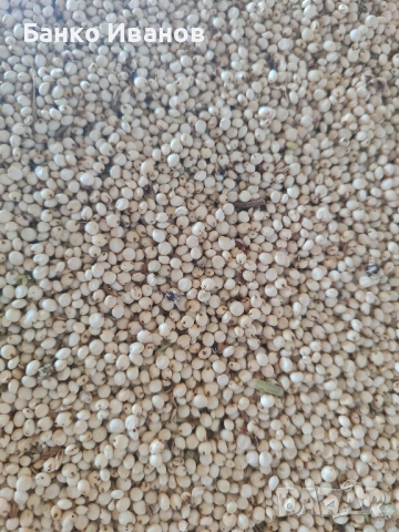 Сорго Червено и Бяло